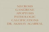 Necrosis & gangrene pathology calcification