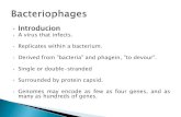 Bacteriophages ppt