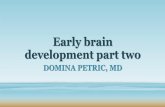 Early brain development part two