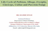 Life cycle of Pythium, Albugo, Erysiphe, Claviceps, Ustilao and Puccinia fungi