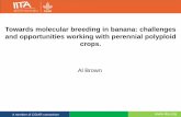 Towards molecular breeding in banana: challenges and opportunities working with perennial polyploid crops.