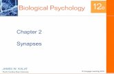 Biological Psychology: Synapses