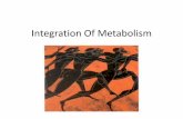 Integration Of Metabolism - · PDF filetransport, signal amplification ... ATP is generated by the oxidation of fuel molecules such as glucose, fatty acids, and ... •What happened