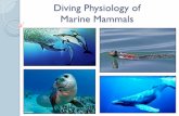 Diving Physiology of Marine Mammals - Division of Physical ...bio.classes.ucsc.edu/bio131/Thometz Website/15 Diving Physiology... · Diving lung volumes: lung volume at the start