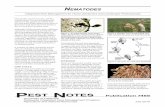 Nematodes - Washington State Universitymtvernon.wsu.edu/path_team/Nematodes-UC-Davis-Pest-Notes-Pubn … · July 2010 Nematodes 3 of 5 firm a nematode infestation by collecting soil