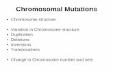 Chromosomal Mutations - WOU Homepage - Western …guralnl/311Chromosomal Mutations.pdf · Chromosomal Mutations • Chromosome structure • Variation in Chromosome structure •
