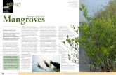 for marine life Edited by Mangroves Nurseries of the · PDF fileThey protect coastlines against sedi- ... Mangrove systems belong to the most ... the Marine Ecology Consulting, is