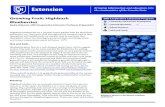 Growing Fruit: Highbush Blueberries · PDF fileGrowing Fruit: Highbush Blueberries Becky Sideman, UNH Cooperative Extension Professor & Specialist Highbush blueberries are a