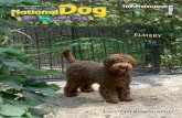 Lagotto Romagnolo - National  · PDF fileLagotto Romagnolo. National Dog - The RingLEADER Way Breed Feature 2 Volume 14 #7 Articles: 4 Australian ...   mtgiles@skymesh.com.au