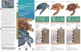 SEA TURTLES - Defenders of Wildlife | Protecting Native ... · PDF fileGuía rápida de los TORTUGAS MARINAS de México Quick guide to the TURTLES of Mexico Ilustraciones y diseño