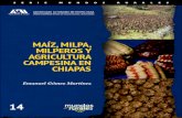 Maíz, milpa, milperos y agricultura campesina en Chiapas · PDF file6,200 o 7,000 años ... milenaria que se remonta al periodo formativo, ... de ciudades arqueológicas y la emergencia