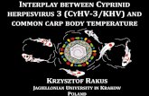 INTERPLAY BETWEEN CYPRINID 3 (CYHV-3/KHV) AND …carpconference.hgk.hr/wp-content/uploads/2017/07/Rakus.K-Zagreb-1.… · herpesvirus 3 (cyhv-3/khv) and common carp body temperature