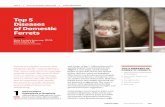 TOP 5 EXOTIC ANIMAL MEDICINE h PEER REVIEWED · PDF filerelatively docile—characteristics that have made them increasingly popular as pets. Because of their ... (NSAID) of the oxicam