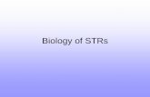 Biology of STRs - University of Vermontbiology/Classes/296D/6_Biology.pdf · Stuttering • Stuttering is caused by the very structure of the STRs that make them good markers •