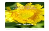 Calendula officinalis - ~ Jonn's Aromatherapyjonnsaromatherapy.com/pdf/Shutes_Calendula_2011.pdf- 2 - © The East-West School for Herbal and Aromatic Studies / Jade Shutes Table of