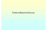 Enterobacteriaceaemicrobiology.free.fr/Presentations/enterobacteriaceae.pdf · Enterobacteriaceae • Non Coliforms: ... Escherichia coli Cotrimoxazole ou fluoroquinolone* ou cycline*