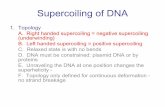 Supercoilingof DNA - | SIU School of Medicinebbartholomew/-lectures/Supercoiling 07.pdf · Supercoilingof DNA 2. Numerical expression for degree of supercoiling A. Equation Lk=Tw+Wr