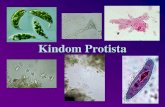 Kindom Protista - doggett-classroomScience... · Pyrrophyta • Dinoflagellates • Plant-like • Photosynthetic or heterotrophs • 2 flagella • Asexual by binary fission •
