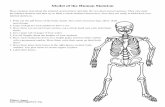Model of the Human Skeleton - The Exploring Nature ... · PDF fileModel of the Human Skeleton ... Choose from these vocabulary words: acetabulum, brain, hinge, ligaments, metatarsals,