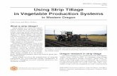 Using Strip Tillage in Vegetable Production Systems · PDF filetems to reduce both water- and wind-borne soil ero-sion. Strip tillage, as a hybrid tillage system with undisturbed residue