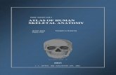 Juraj Artner (ed.) ATLAS OF HUMAN SKELETAL  · PDF fileATLAS OF HUMAN SKELETAL ANATOMY J.ARTNER ET AL. 2002,   PAGE 1 ATLAS OF HUMAN ... and the internal medicine