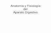 Anatomia y Fisiología del Aparato Digestivo · PDF filede (as as p del in El ileon se vacia dentro del Cle-go (intestino grueso) as Fudo s Cuerpo Antro Normal Reflujo (cerrado) Tórax