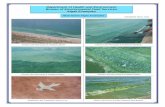 Harmful Algae Bloom example photos - · PDF fileDepartment of Health and Environment Bureau of Environmental Field Services. Algae Examples. Cheney Lake Microcystis & Anabaena Bloom