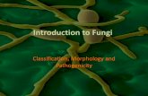 Introduction to Fungi - KSU Facultyfac.ksu.edu.sa/sites/default/files/lec_3_intro_fungi.pdf · Outlines •Characteristics of Fungus •Classification of fungi •morphology and structure