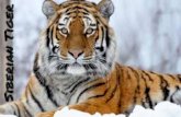 Siberian Tiger - Welcome to BSE Blogs · PDF fileThe Siberian tiger is considered a critically endangered species with the ... so they will fight ... are losing habitat due to decrease