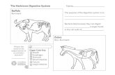 Buffalo Ruminant: The purpose of the digestion system · PDF fileThe Herbivore Digestive System Name_____ Buffalo Ruminant: Zebra Non- Ruminant: The purpose of the digestion system