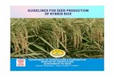 National Food Security Missionnfsm.gov.in/Publicity/HybridRice.pdf · National Food Security Mission Guidelines for Seed Production of Hybrid Rice Government of India Ministry of
