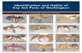 Identification and Habits of Key Ant Pests of Washington · PDF fileIdentification and Habits of Key Ant Pests of Washington ... of common household ants recorded as pests in the ...