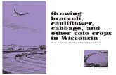 Growing Broccoli, Cauliflower, Cabbage, and Other Cole ...learningstore.uwex.edu/Assets/pdfs/A3684.pdf · A guide for fresh-market growers. Contents Plant description, 1 Site selection,