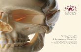 ANATOMY OF THE HUMAN SKULL - Home: SOMSO® · PDF fileWith the help of this series of skull models “The Anatomy of the Human Skull” the Skull Anatomy becomes transparent. This
