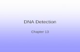 DNA Detection - University of Vermontbiology/Classes/296D/13_Detection.pdf · When setting up fluorescent DNA detection must consider the following: • Specific Dyes • Laser •