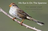 Week 38. His Eye Is On the Sparrow -   · PDF fileHis Eye Is On The Sparrow. How ‘personal’ is God? (Does He have a plan for my life?) Part 3