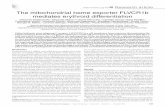 Related Commentary, page 4328 Research article The ... · PDF fileThe mitochondrial heme exporter FLVCR1b mediates erythroid differentiation ... transcriptional repressor Btb and Cnc