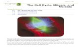C 5 The Cell Cycle, Mitosis, and · PDF file114 CHAPTER 5 The Cell Cycle, Mitosis, and Meiosis Chapter Outline 5.1 CELL DIVISION AND THE CELL CYCLE 5.2 CHROMOSOMES AND MITOSIS 5.3