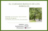 EL CUIDADO BÁSICO DE LOS ÁRBOLES - seattle.govspu/... · Biología del Árbol. ... •Líder y ramas codominantes •Collar de la rama ... •Hay que arar el 50% compost y suelo