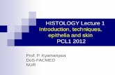 HISTOLOGY Lecture 1 Introduction, techniques, epithelia ... · PDF fileHISTOLOGY Lecture 1 Introduction, techniques, epithelia and skin PCL1 2012 Prof. P. Kyamanywa DoS-FACMED NUR