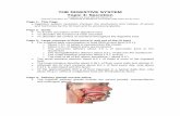 THE DIGESTIVE SYSTEM Topic 4: · PDF fileTHE DIGESTIVE SYSTEM Topic 4: Secretion ... Page 4: Salivary glands secrete saliva • The extrinsic salivary glands include the paired parotid,