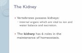 The Kidney - University of California, Santa CruzThe Kidney Vertebrates ... Strength of the loop of Henle depends on how long it is.bio.classes.ucsc.edu/bio131/Thometz Website/17 Osmoregulation