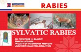 RABIES - phbamaiyi.comphbamaiyi.com/wp-content/uploads/2015/10/SYLVATIC-RABIES-TALK... · ( Australian bat lyssavirus occurs normally in both insectivorous and fruit-eating bats (flying