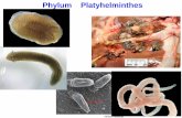 Phylum Platyhelminthes - acscience.kln.ac.lk/depts/zoology/PDF/LectureMaterials/Platyhelmint... · •Mode of living - free living or ... –Cestoda Phylum Platyhelminthes. Class