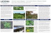 Artemisia vulgaris (Mugwort): Overlooked Infiltrator of ... · PDF fileArtemisia vulgaris (Mugwort): Overlooked Infiltrator of Meadow Habitats Authors: Sigrun N. Gadwa, MS and Todd