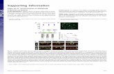 Supporting Information - Proceedings of the National ... fileSupporting Information ... GFP–opsin signal intensity in photoreceptor cell bodies of WT and jj203 mutant larvae at three