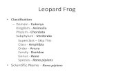 Frog Body Parts and Functions - School District of the · PDF file•Spleen - Organ in the frog’s circulatory system that makes, stores, and destroys blood cells. ... Frog Body Parts
