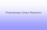 Polymerase Chain Reaction - uvm.edubiology/Classes/296D/4_PCR.pdf · PCR 1. Separate the Double Helix 2. Bind primers (2) to sequence you want to replicate 3. DNA Polymerase copies