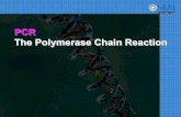 PCR The Polymerase Chain Reaction - SRM · PDF filePolymerase Chain Reaction. PCR – first described in mid 1980’s, Mullis Nobel prize in 1993. An . in vitro. method for the enzymatic
