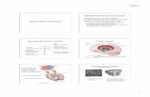 Mental processes and the brain Organizaon of the brain The ... · PDF fileLimbic system (memory for events, locaons, emo.ons) Cortex (higher-level funcon) Limbic system ... 101.04.